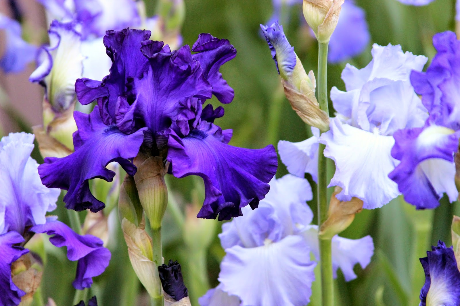 Ирис all about Blue